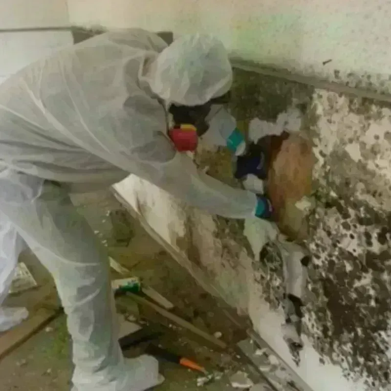 Mold Remediation and Removal in Southwood Acres, CT